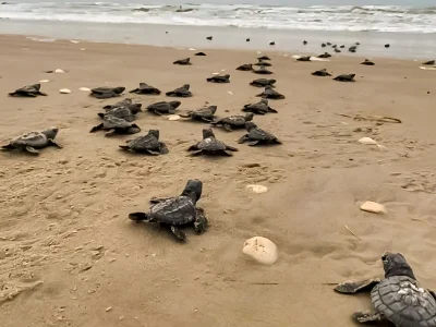 Turtle hatchery