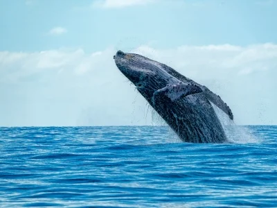 Whale watching mirissa
